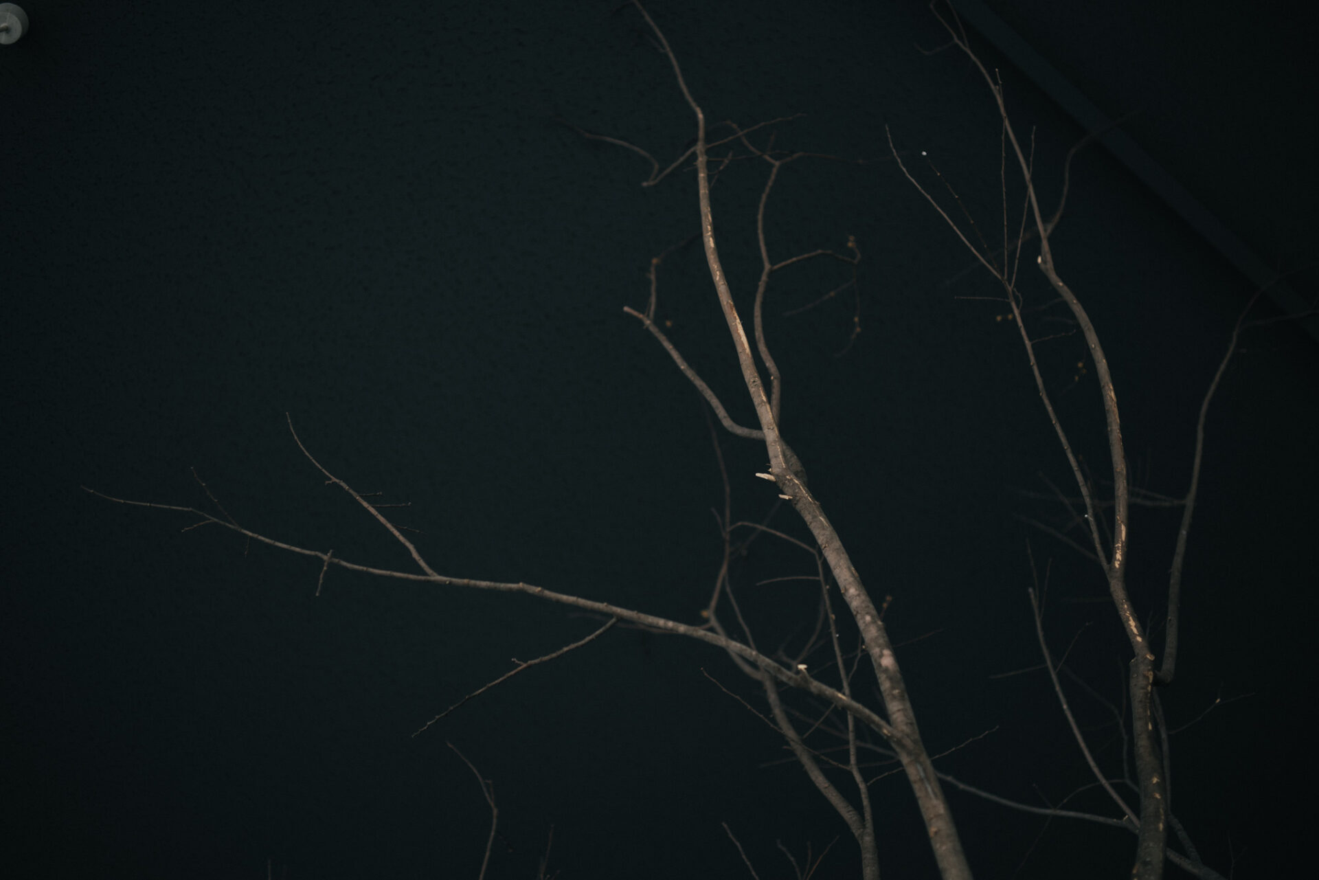 三寒四温の季節です