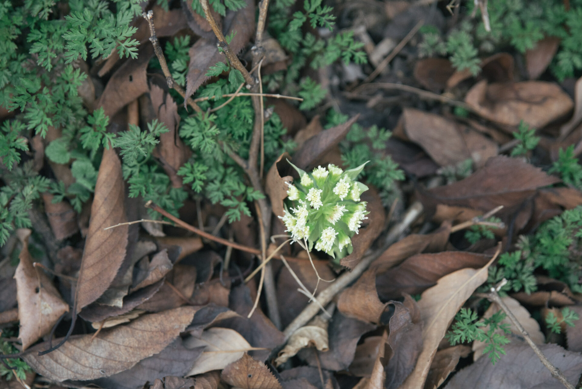 頭上からも足元からも