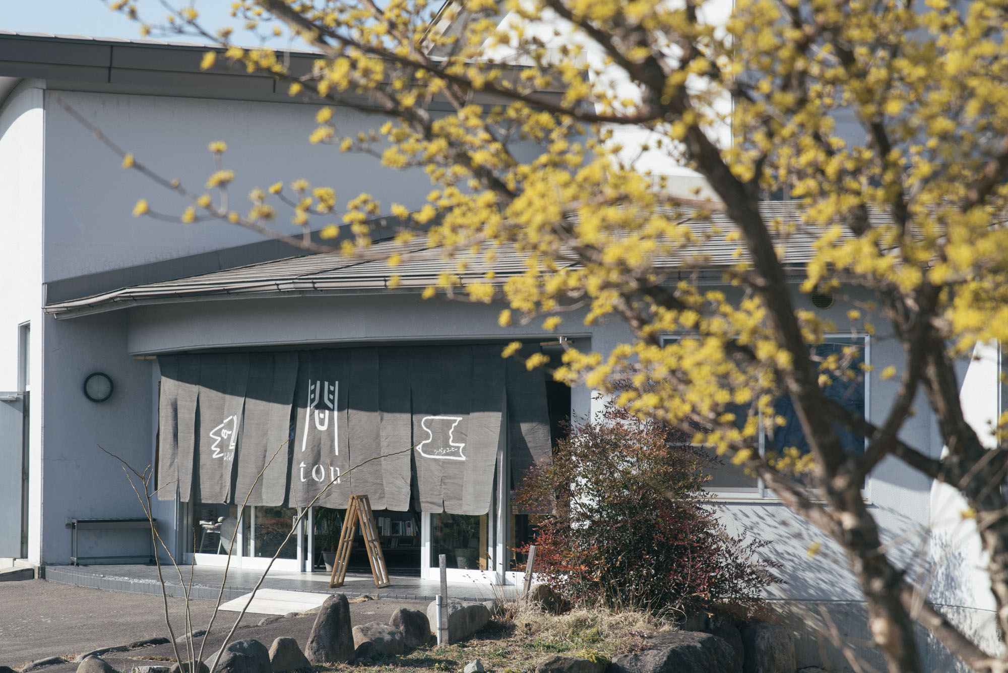 春の花が芽吹いています