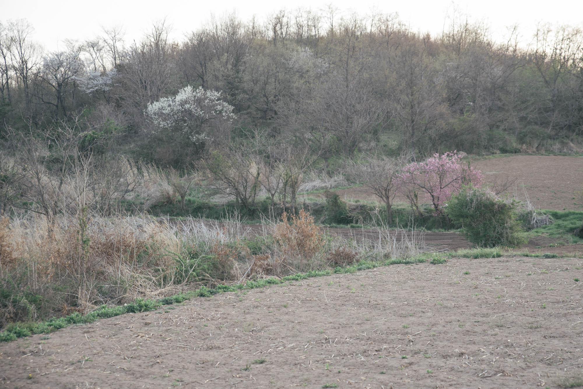 八重原の木々は萌黄色に染まっています