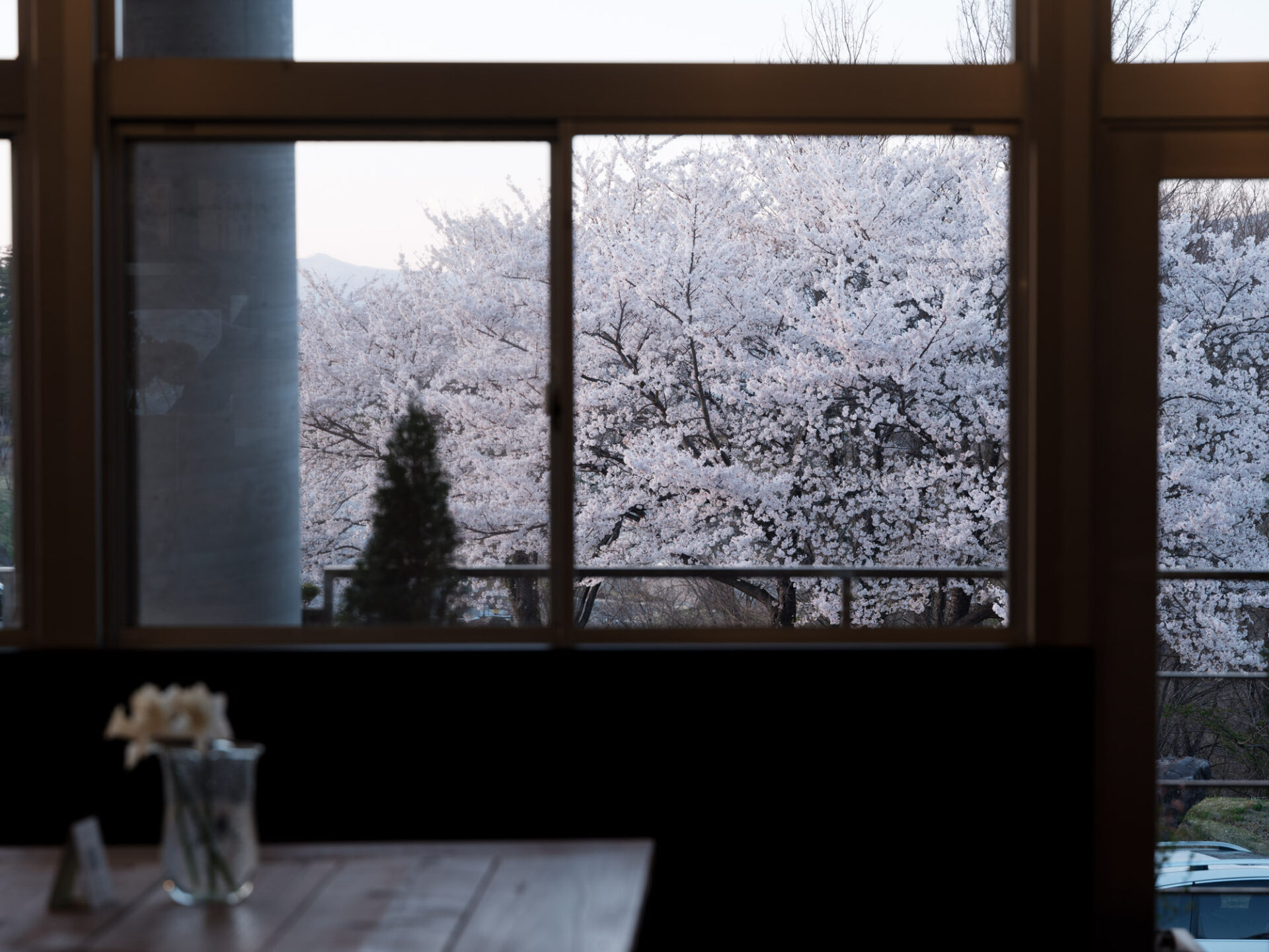 今年も桜の満開を迎えました