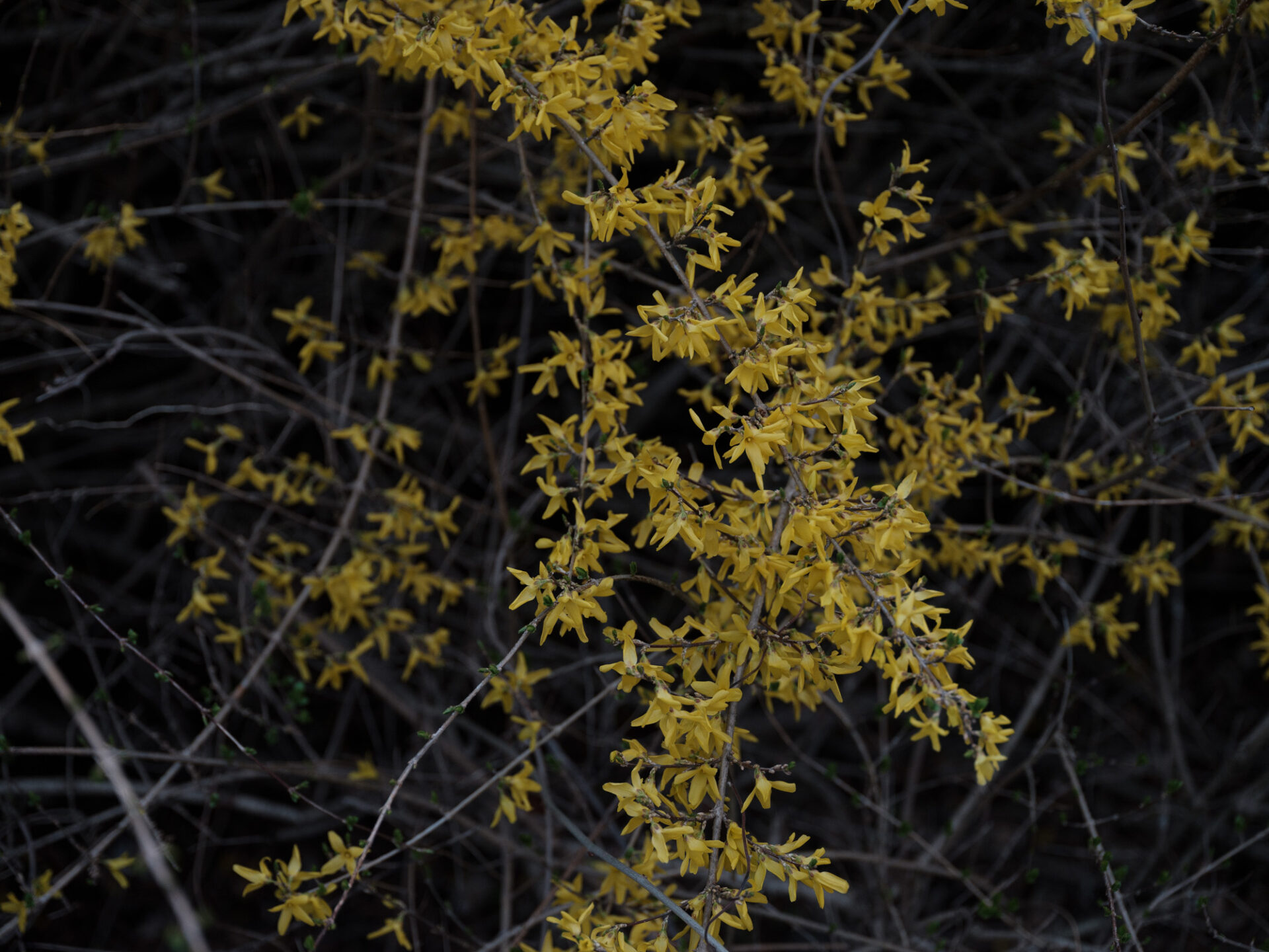 桜が咲き始め、早春の花は見頃です